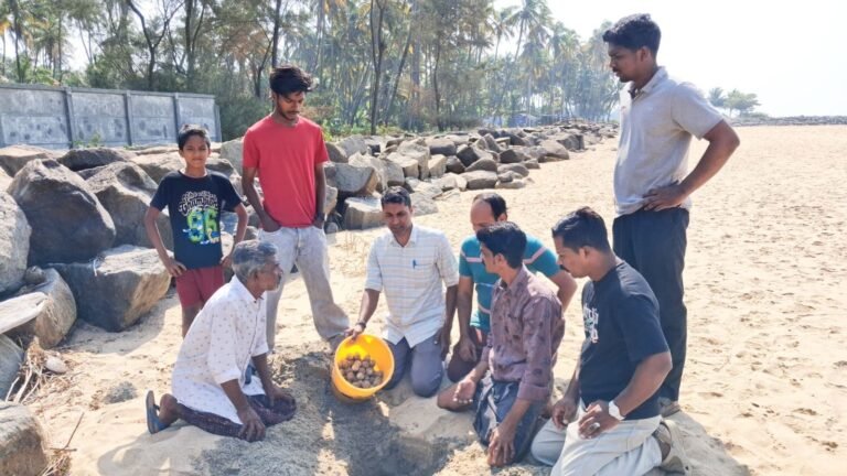 മുട്ടയിടാന്‍ സുരക്ഷിത തീരം തേടി കടലാമകള്‍ എത്തി,